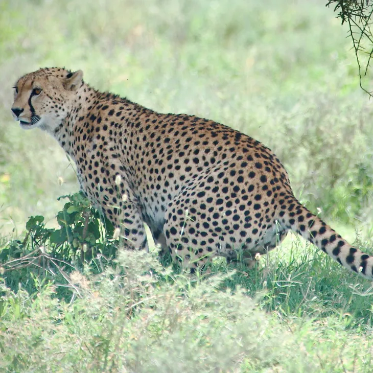 Ngorongoro Crater Safari