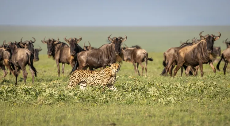 Best Time For A Tanzania Safari