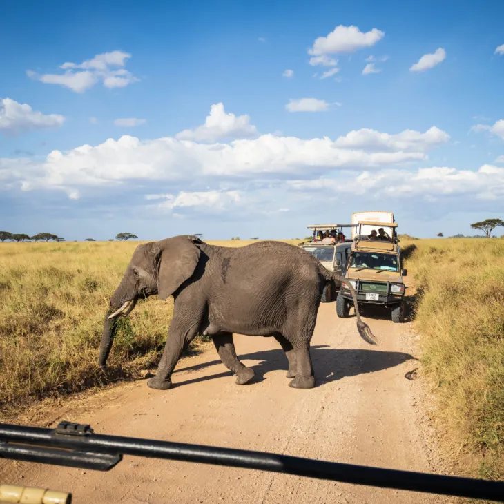 Serengeti Safari Experience