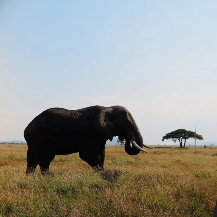 Serengeti Safari Experience