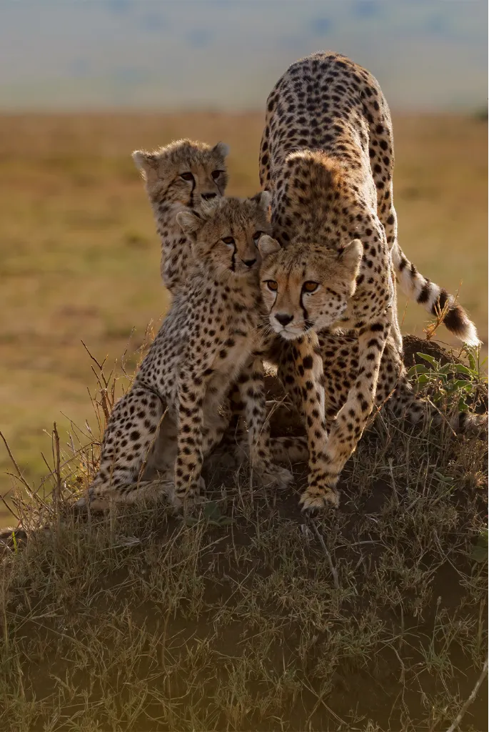 Tanzania Safari Itinerary