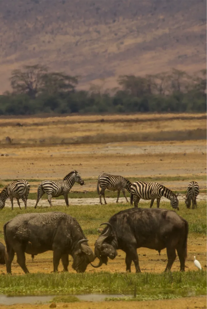 Tanzania Safari Itinerary