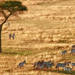 Tanzania Safari Itinerary 2026 - How Many Days Are Enough?