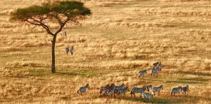 Tanzania Safari Itinerary