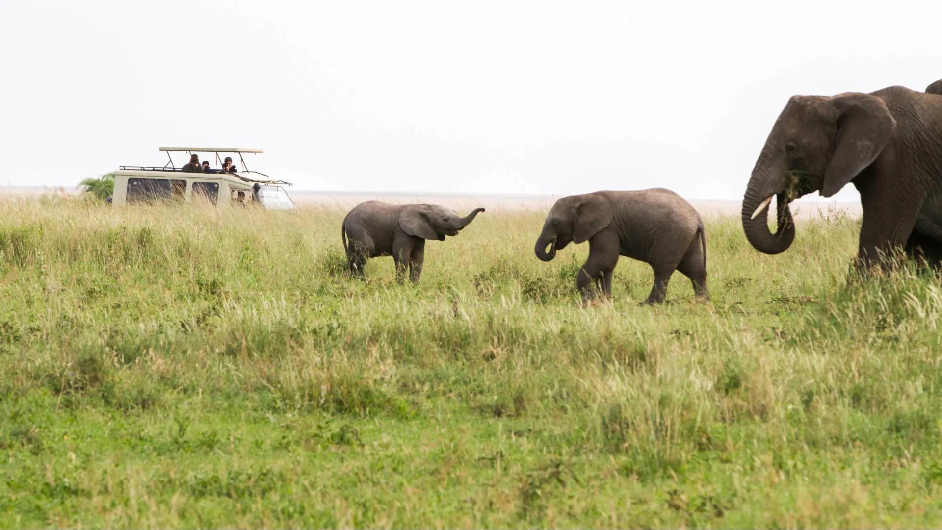 Tanzania Safari Itinerary 2026 – How Many Days Are Enough?