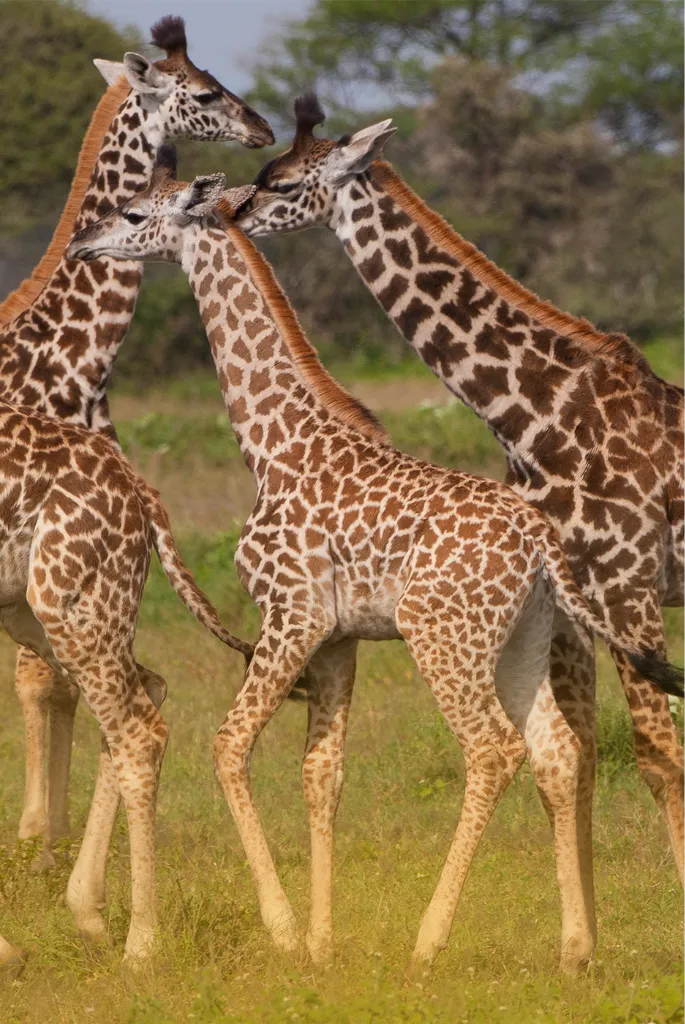 Tanzania Safari Itinerary