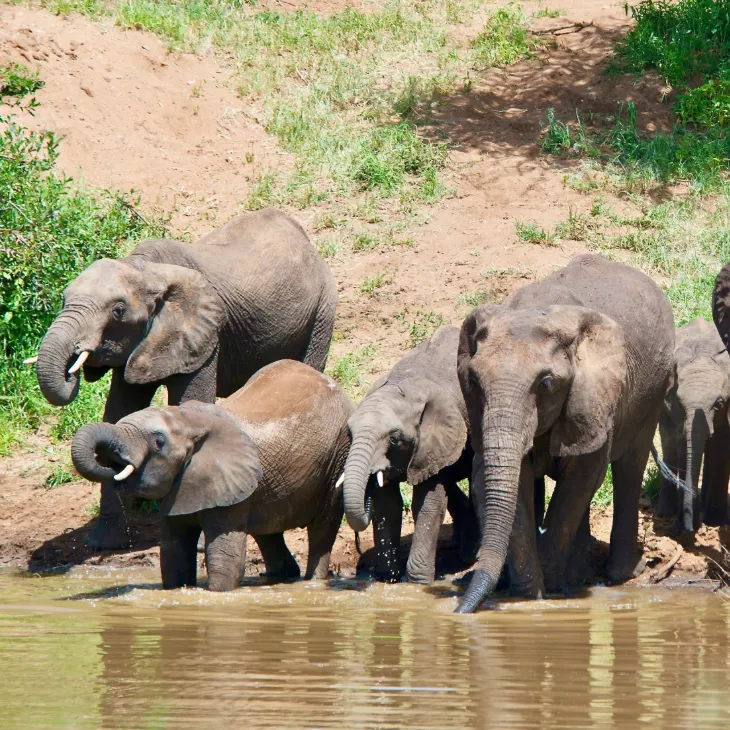 Tarangire Elephant Safari 