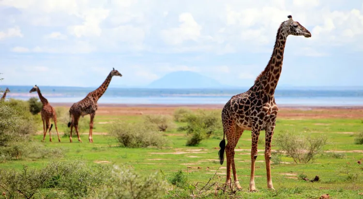 Tanzania National Parks