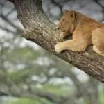 From Tree-Climbing Lions to Large Plains: Serengeti or Lake Manyara?