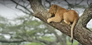 Tanzania Safari Tours
