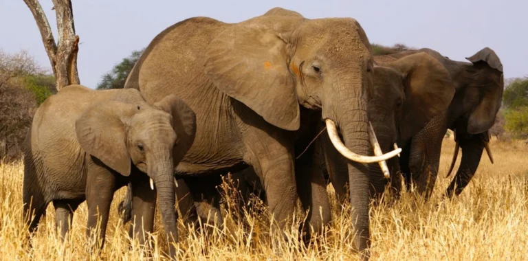 Tarangire Against Serengeti – Elephant Havens and Endless Wilderness