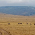 What Defines a Tanzania Safari Experience Other than Game Drives?
