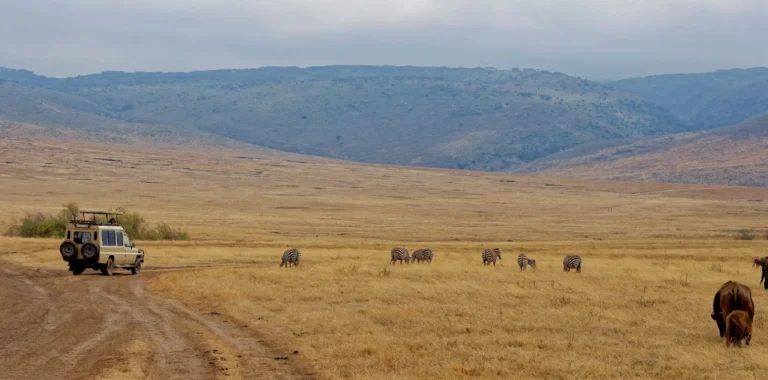 What Defines a Tanzania Safari Experience Other than Game Drives?