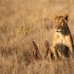 How to Choose the Best Safaris in Tanzania in 2026