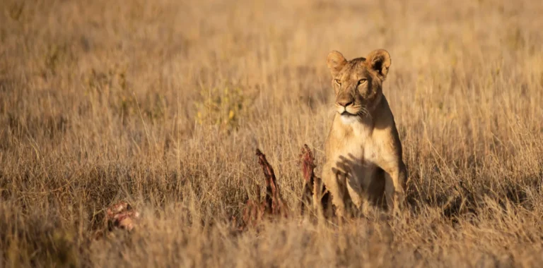 How to Choose the Best Safaris in Tanzania in 2026