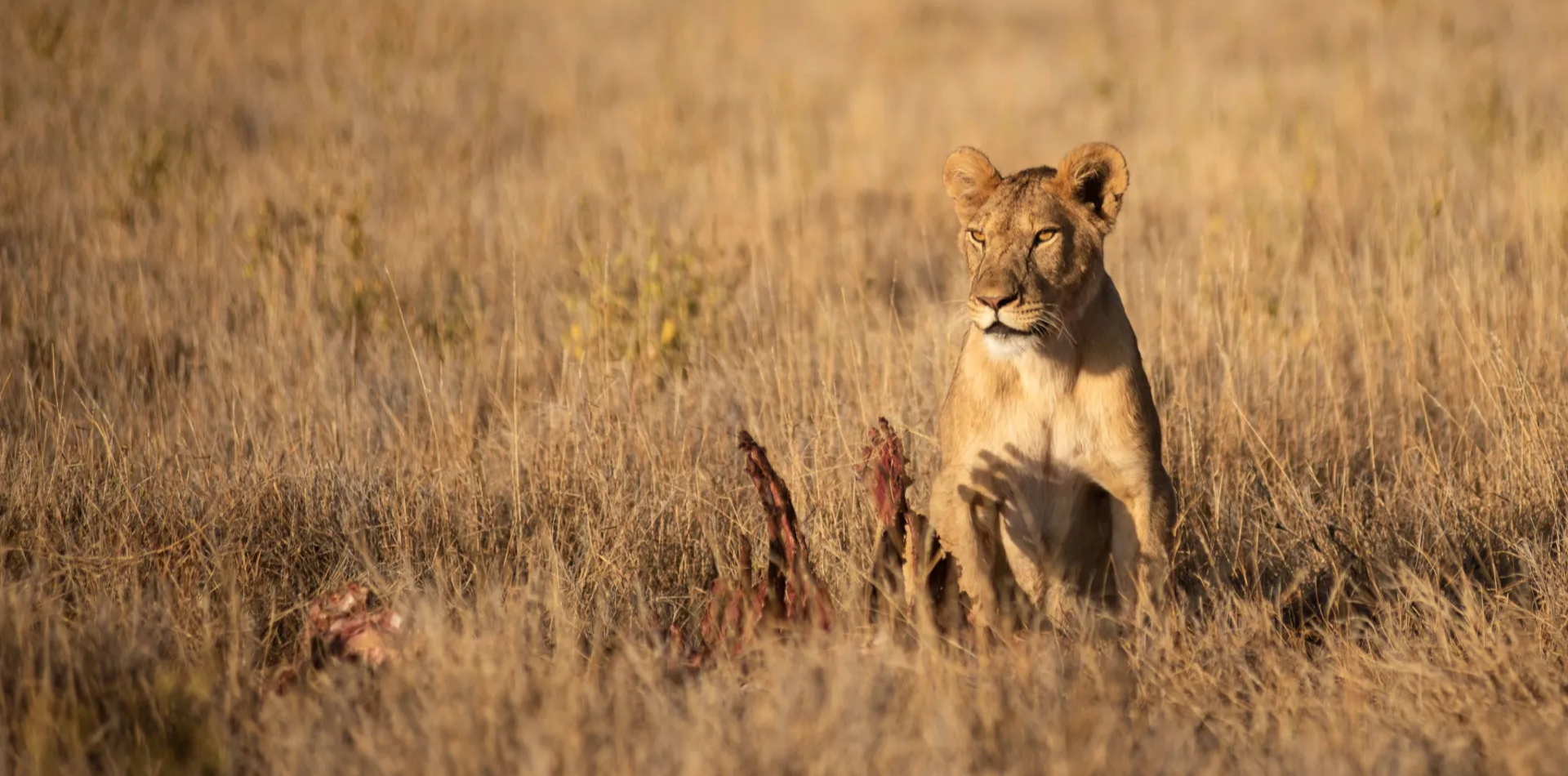 Safari In Tanzania