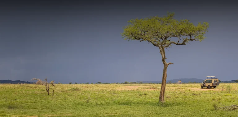 Exploring How Weather and Wildlife Determine the Best Time for Tanzania Travel