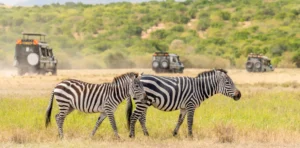 Tanzania Safari