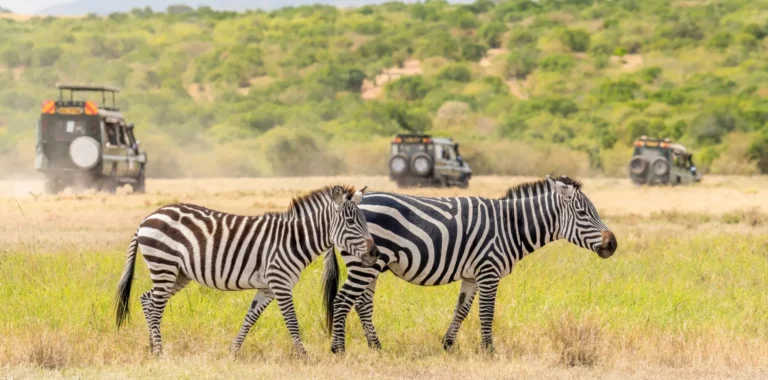 Capturing the Magic of Tanzania: Stories from Fellow Travelers