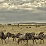 How to Plan a Serengeti Migration Safari Without Guesswork