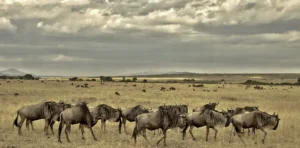 Serengeti Migration Safari