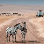 Serengeti or Ngorongoro – The Ultimate Safari Showdown
