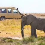 How to Experience Tanzania’s Wildlife Like a Local Traveler