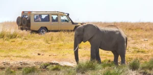 Tanzania Wildlife Experience