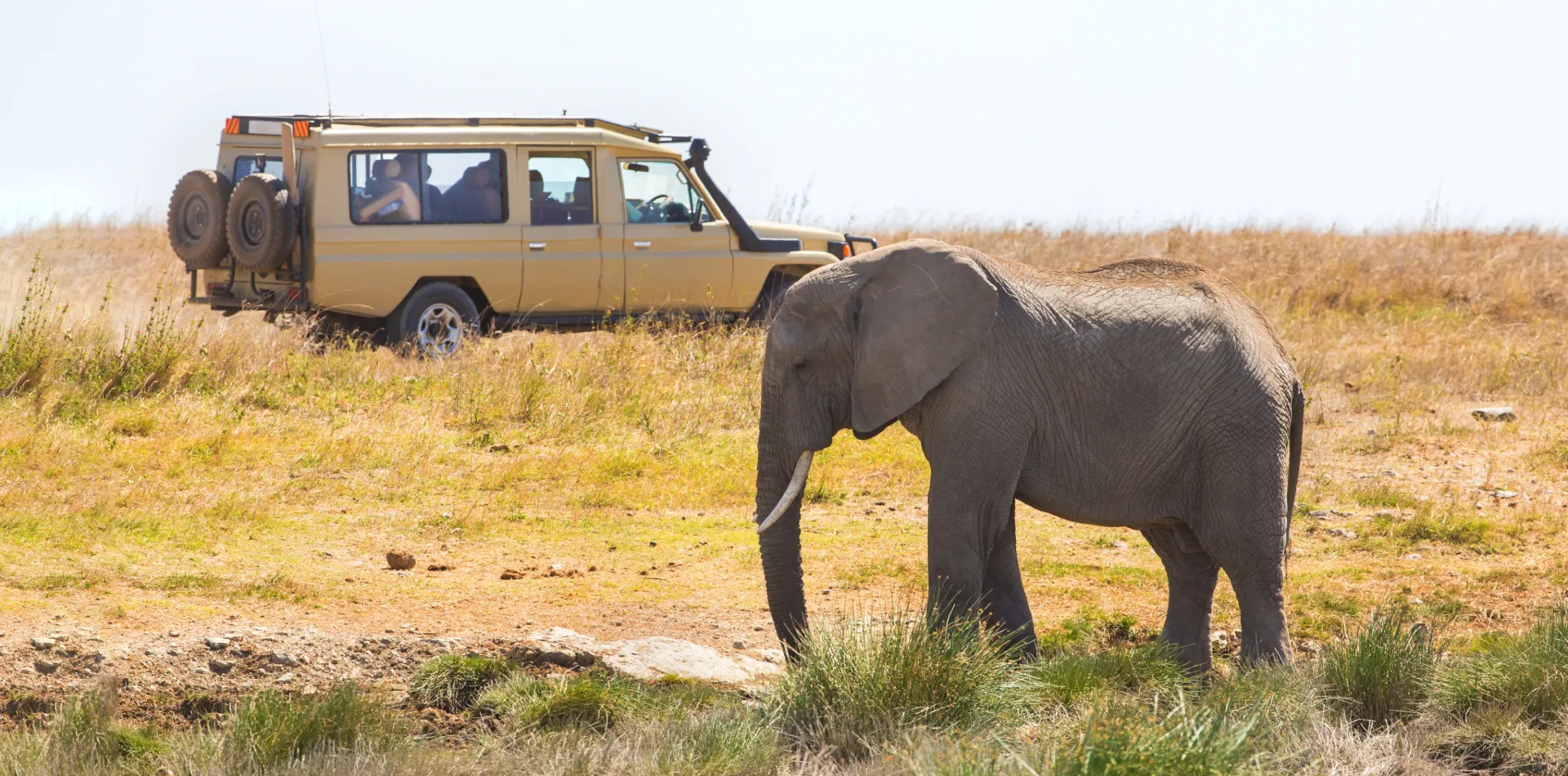 Tanzania Wildlife Experience