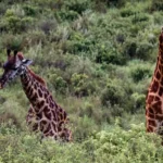 10 Popular Things to Do in Arusha Before & After Your Safari