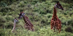 Things to Do In Arusha
