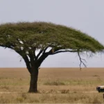 The 2026 Tanzania Safari Planner - Costs, Itineraries & Essential Tips