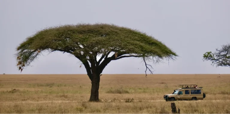 The 2026 Tanzania Safari Planner – Costs, Itineraries & Essential Tips