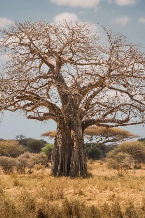 Tanzania Tree
