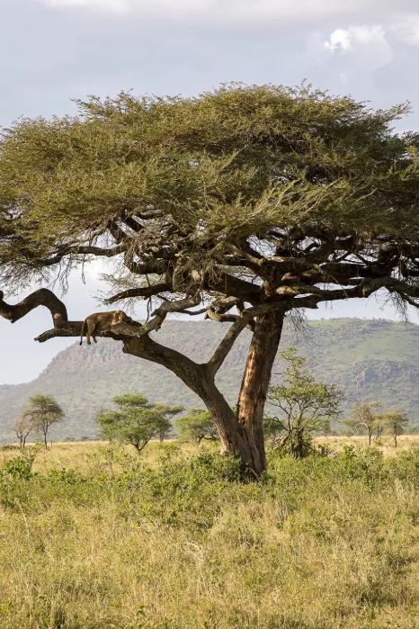 Tanzania Tree
