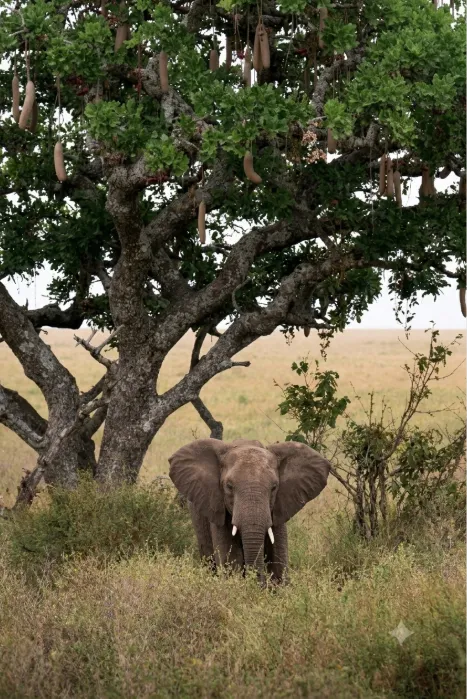 Tanzania Tree