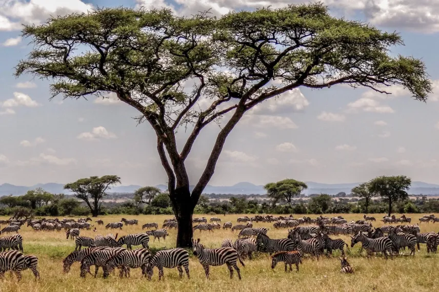 Tanzania Tree
