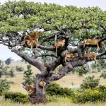 Tanzania Tree Species and Their Wildlife Importance