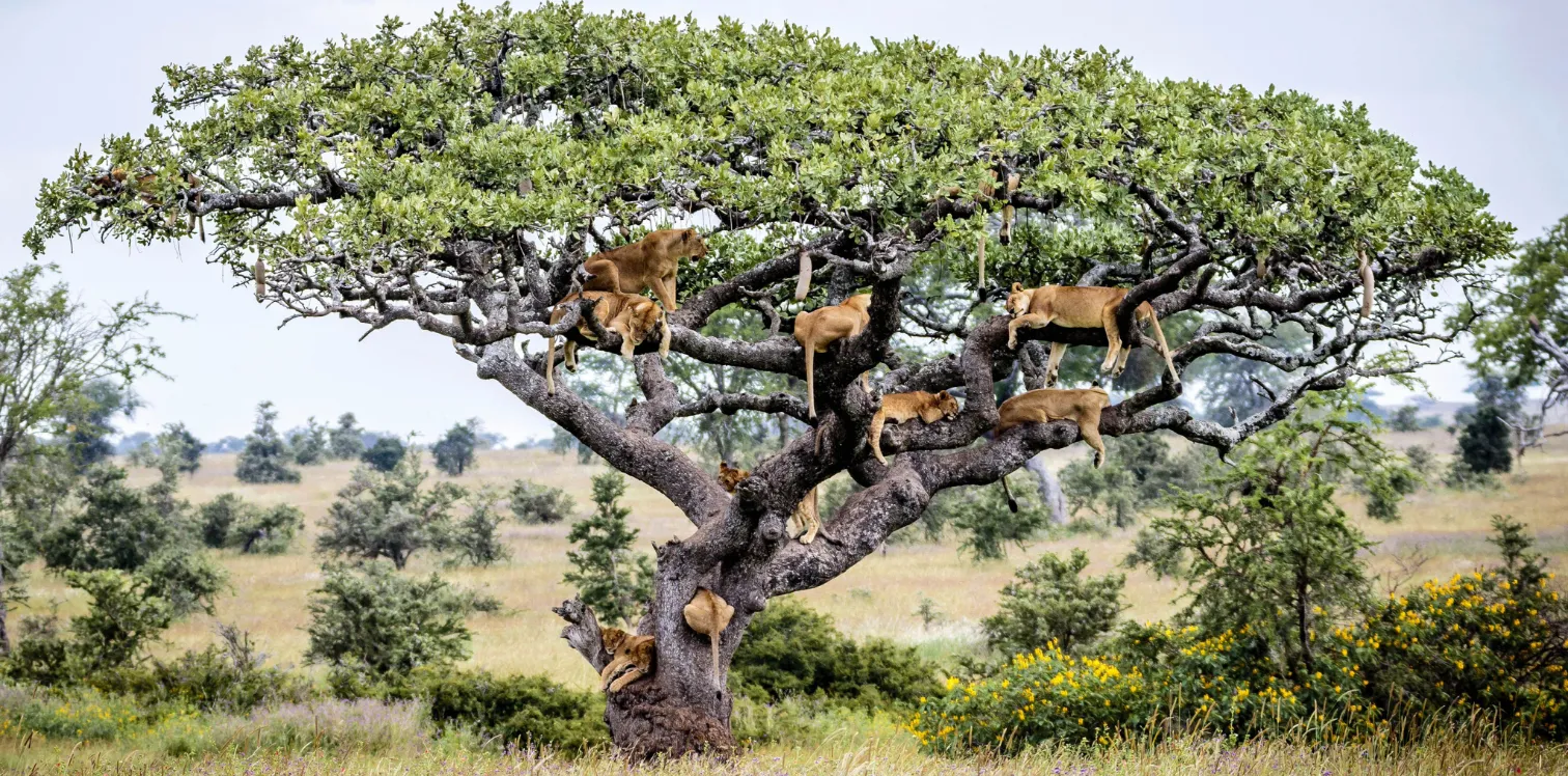 Tanzania Tree Species