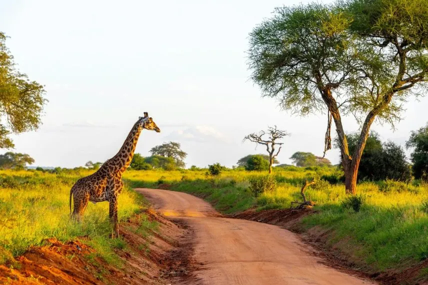 Tanzania green season safari