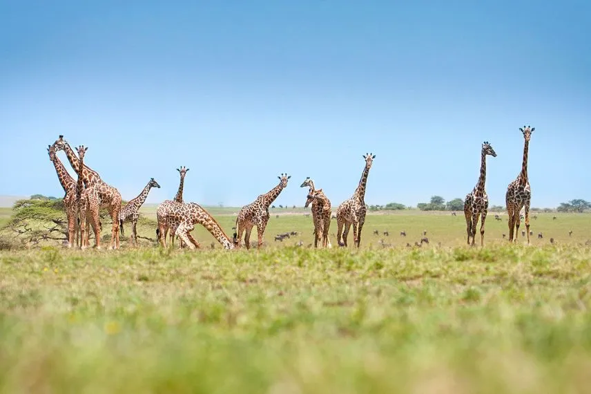 Tanzania safari in August