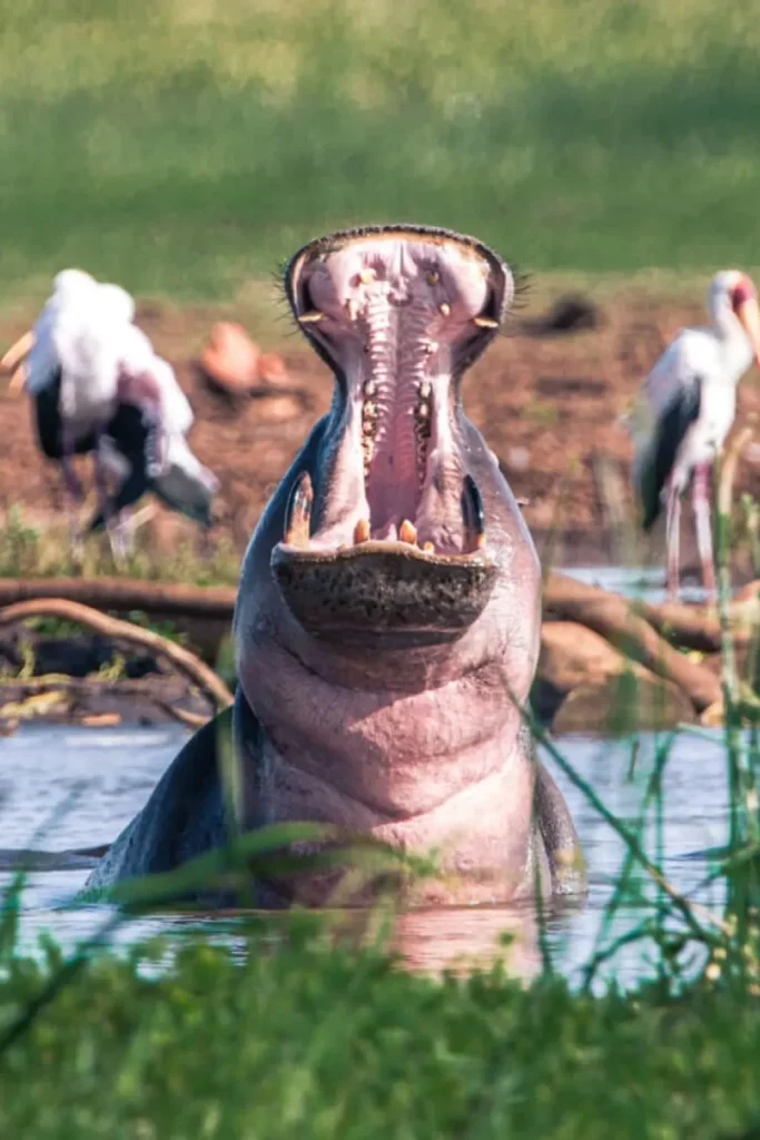 Tanzania wildlife viewing