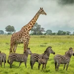 What Animals Can You See During Tanzania’s Wet Season?