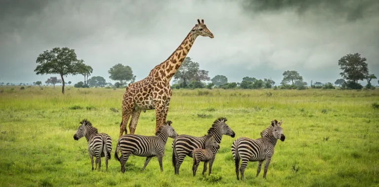 What Animals Can You See During Tanzania’s Wet Season?