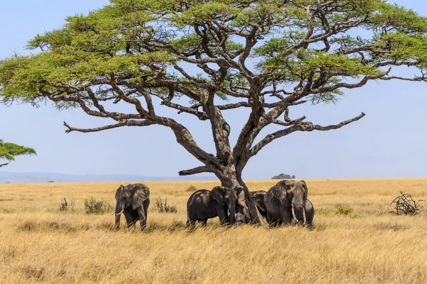 Tanzania Trees & Safari Landscapes