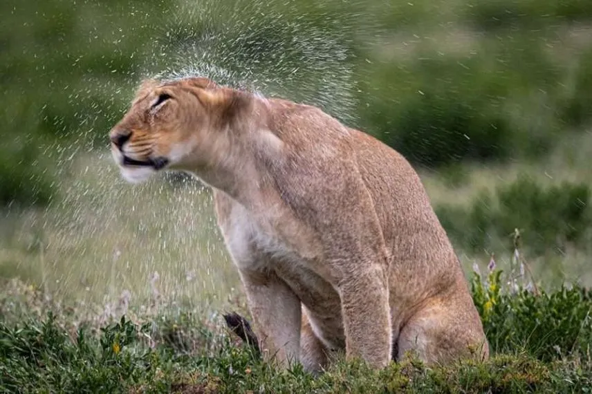 Wet season safari Tanzania