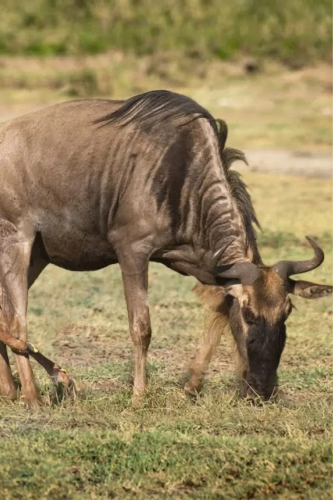 calving seasons