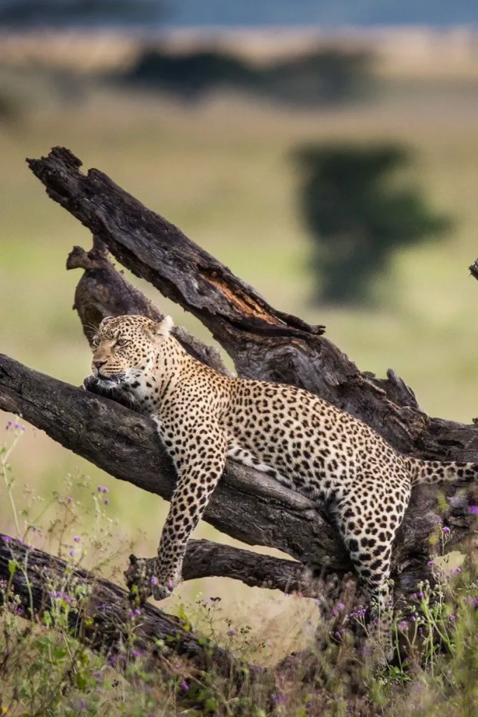 wildlife in tanzania