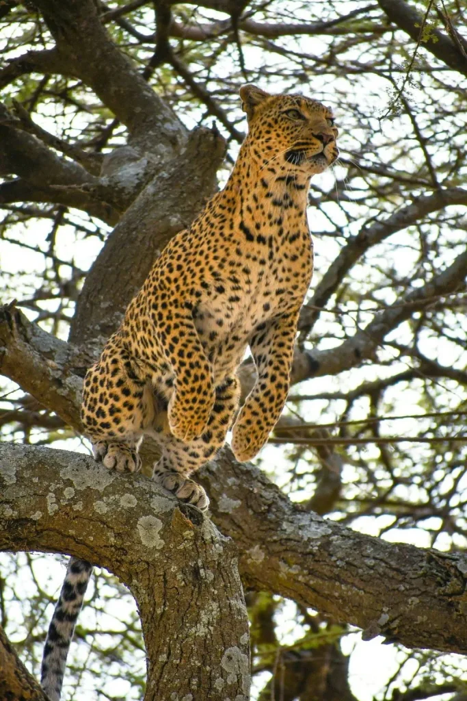 Best Wildlife Safaris Tanzania