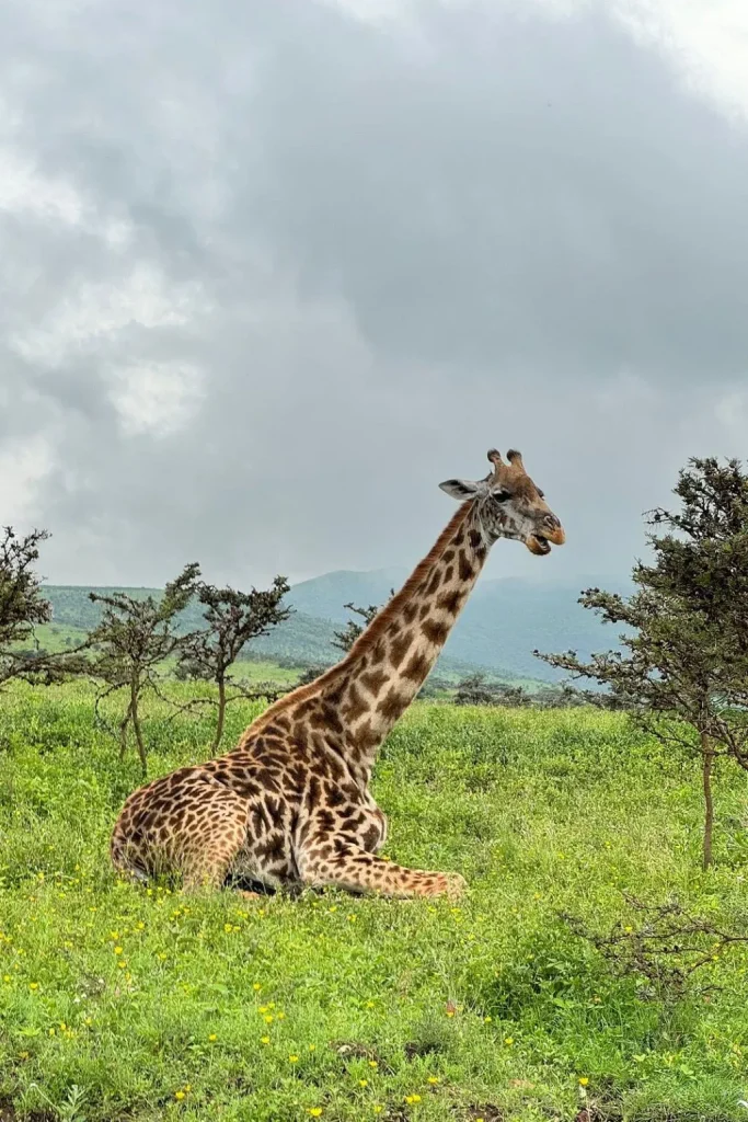 Tanzania Wildlife Safari Tours
